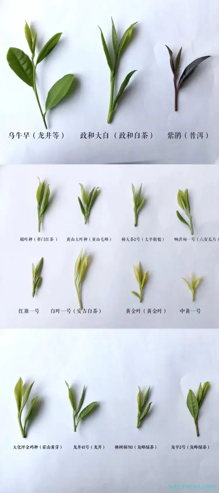 常见茶鲜叶