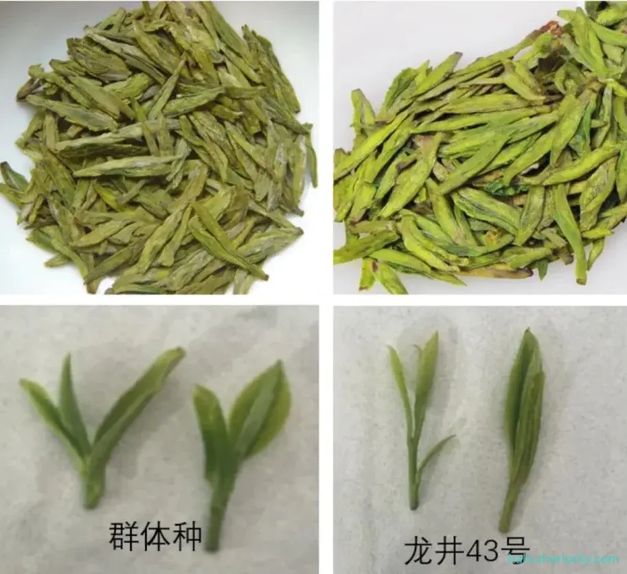 龙井群体种和龙井43-02.jpg