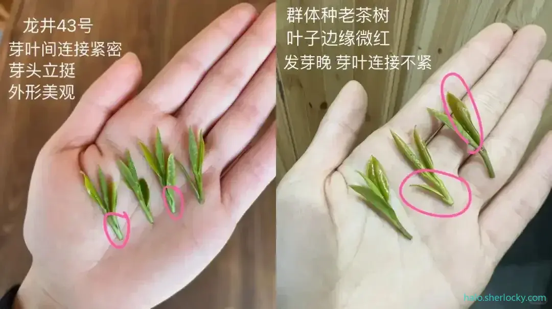 龙井群体种和龙井43-04.jpg